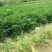 贵州深山正宗小米辣椒朝天椒每天能出两到五万斤真正的产地直