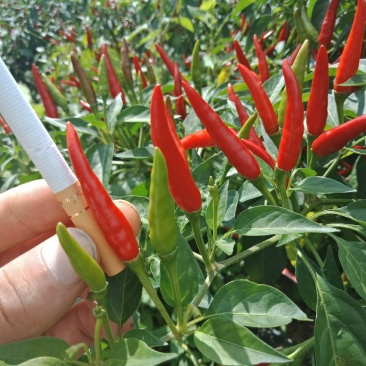 贵州深山正宗小米辣椒朝天椒每天能出两到五万斤真正的产地直