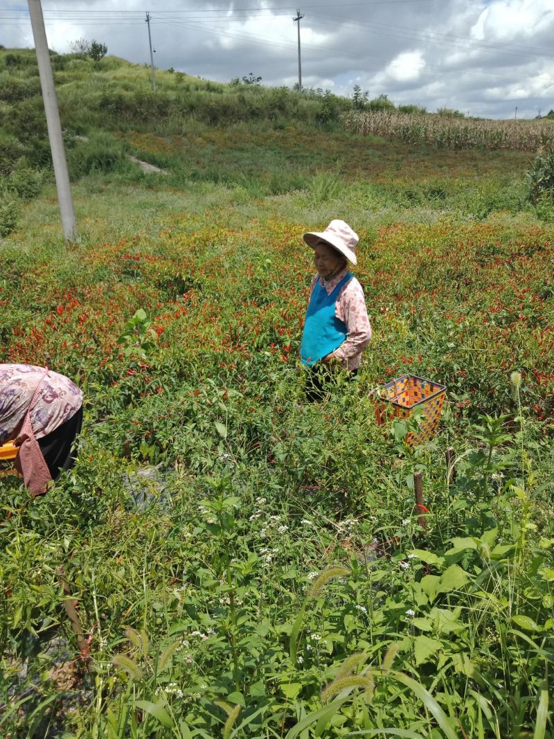贵州深山正宗小米辣椒朝天椒每天能出两到五万斤真正的产地直