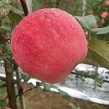 万亩果园甘肃纸袋密脆苹果大量上市中，可视频看货，代收代发