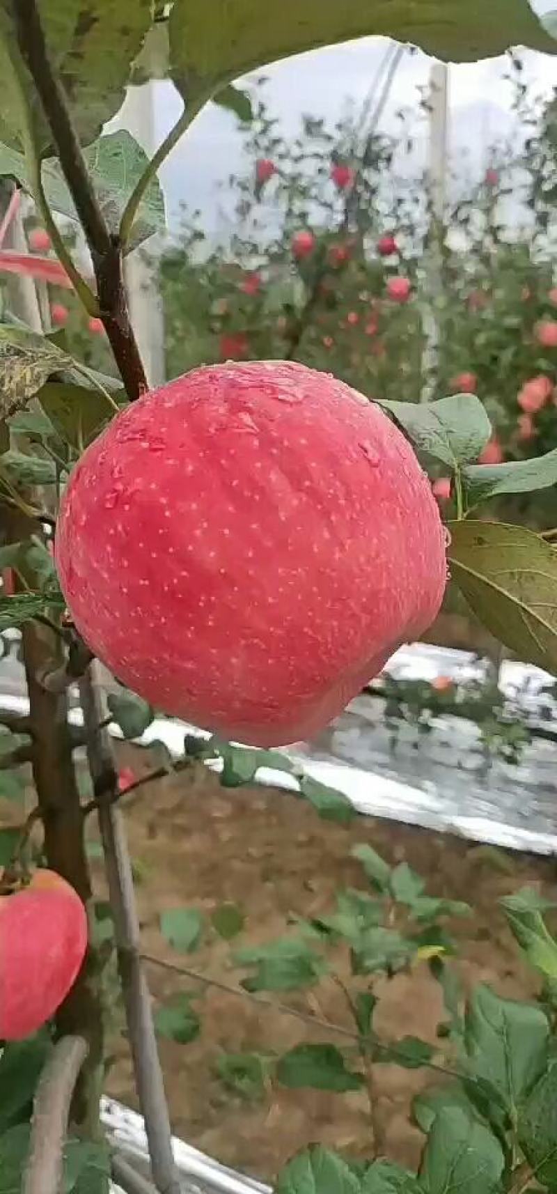 万亩果园甘肃纸袋密脆苹果大量上市中，可视频看货，代收代发