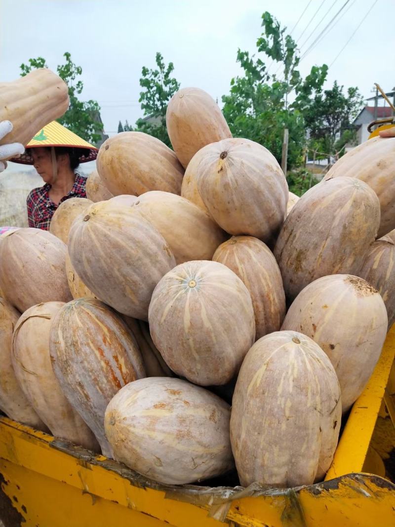 【南瓜】金韩蜜本南瓜湖北嘉鱼蔬菜基地产地直发
