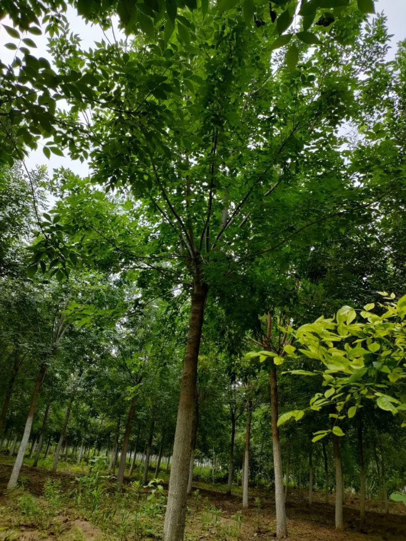 （老式白蜡）3公分6公分8公分10公分12公分，大量出售