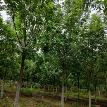 （老式白蜡）3公分6公分8公分10公分12公分，大量出售