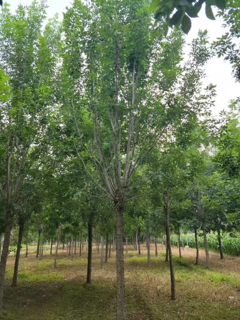 （老式白蜡）3公分6公分8公分10公分12公分，大量出售
