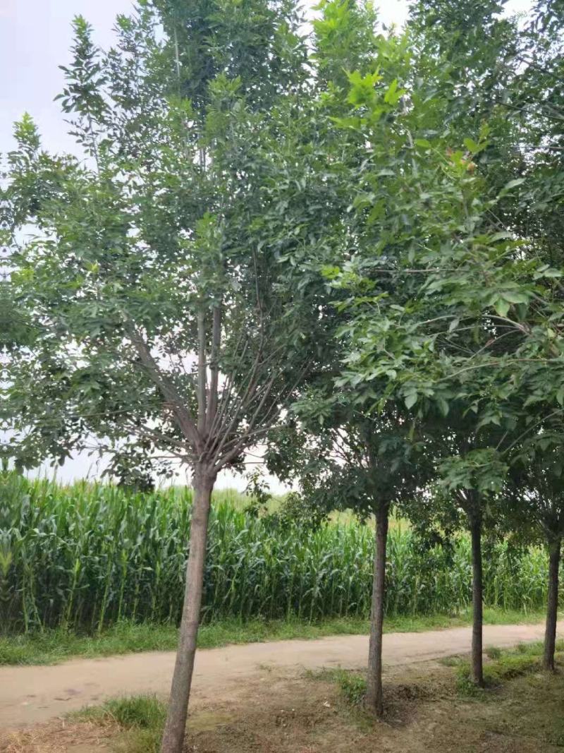 （老式白蜡）3公分6公分8公分10公分12公分，大量出售