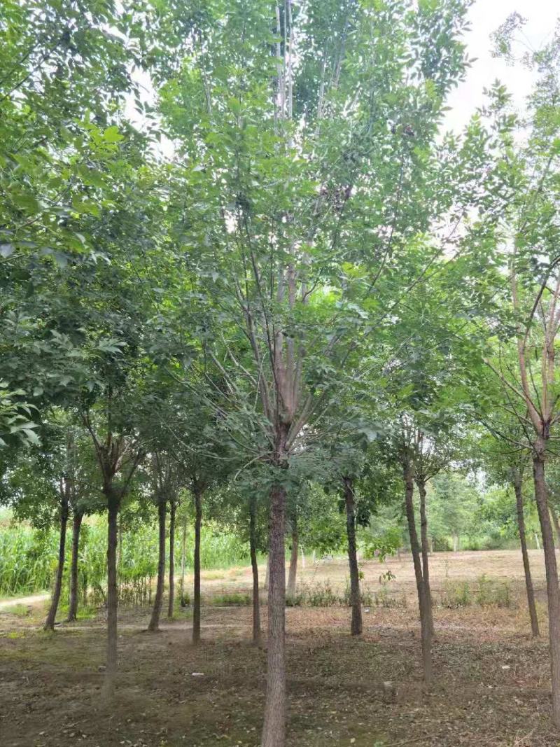 （老式白蜡）3公分6公分8公分10公分12公分，大量出售
