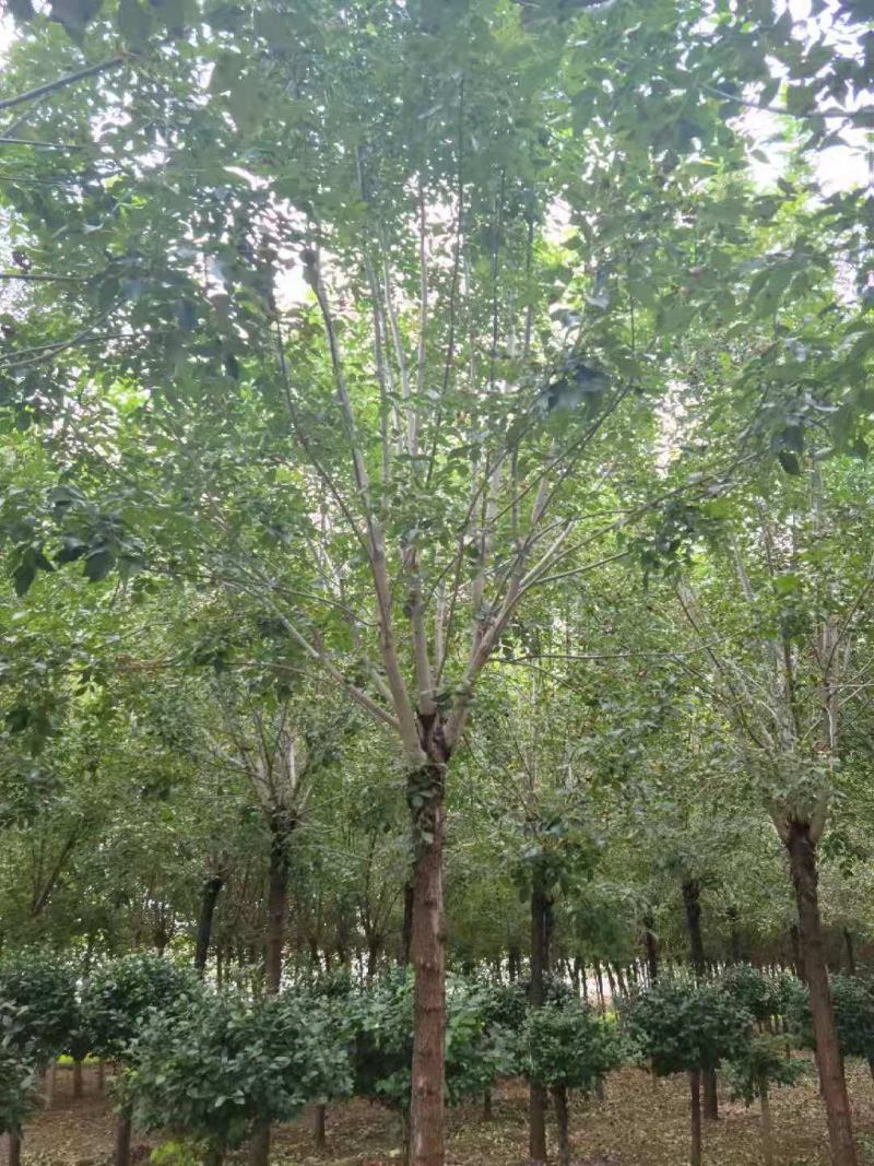 （老式白蜡）3公分6公分8公分10公分12公分，大量出售