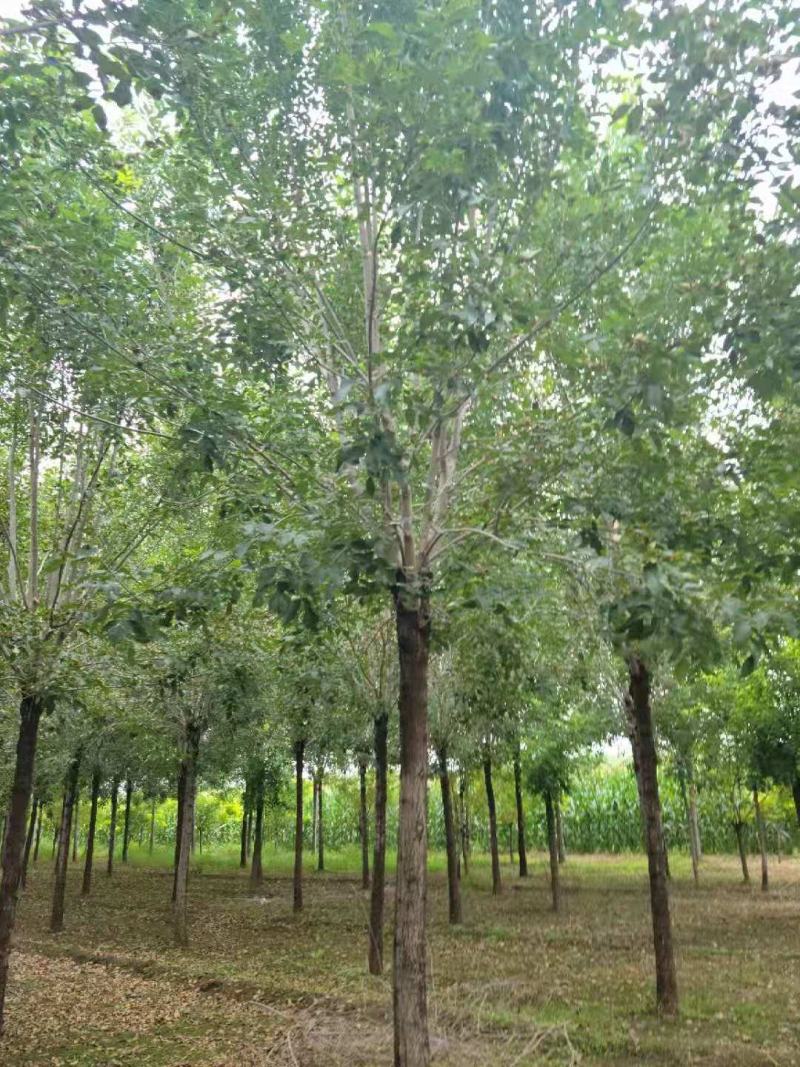 （老式白蜡）3公分6公分8公分10公分12公分，大量出售
