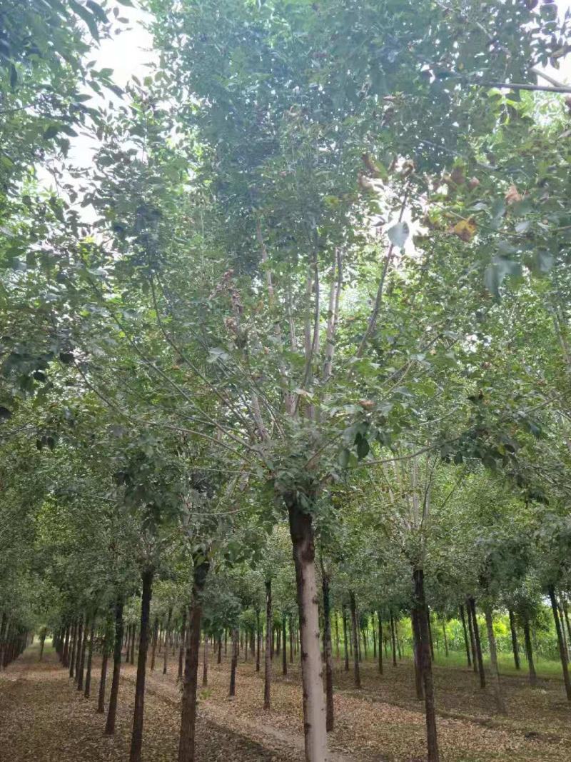 （老式白蜡）3公分6公分8公分10公分12公分，大量出售
