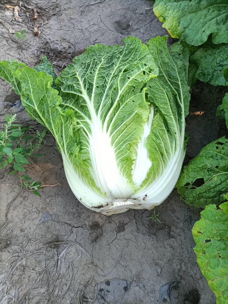 吉林黄心白菜大量上市基地直供诚信经营欢迎采购