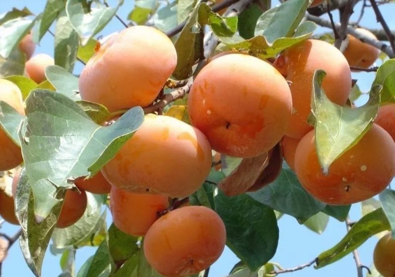 柿子柿饼