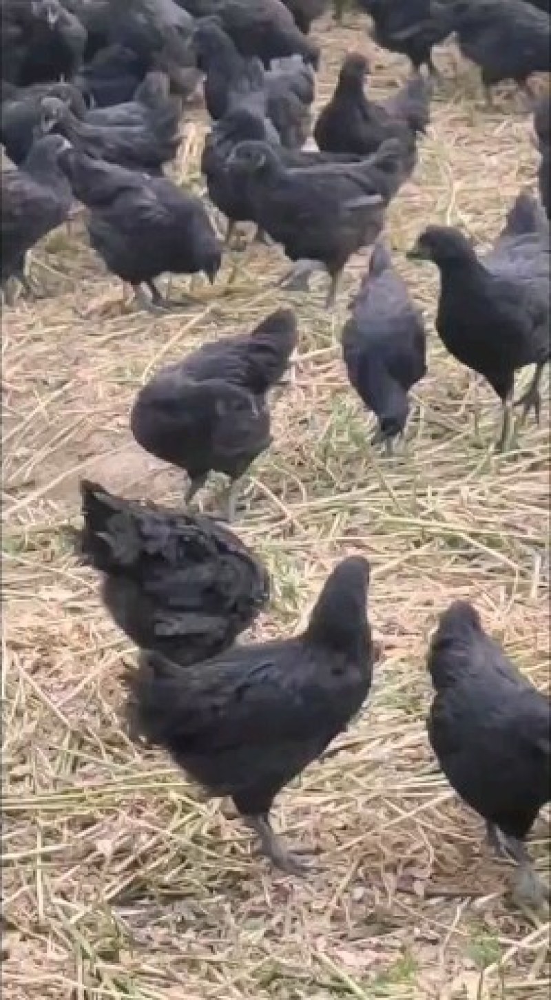 青年五黑绿壳蛋鸡快开产蛋数量不多需要的联系