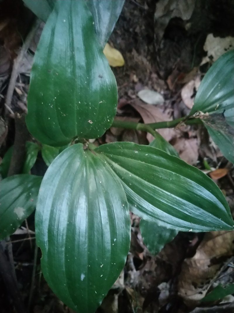 中药，野生见血清