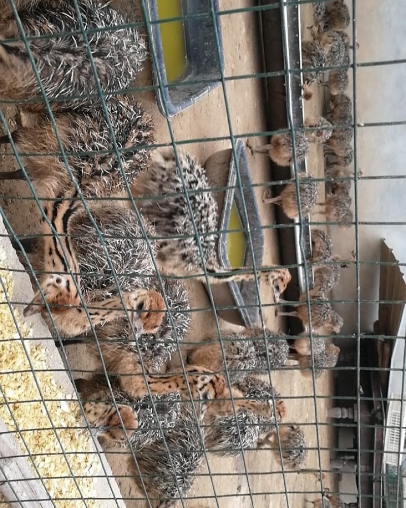 大量非洲鸵鸟苗青年鸵鸟现货出售需要的可以联系