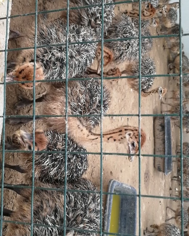 大量非洲鸵鸟苗青年鸵鸟现货出售需要的可以联系
