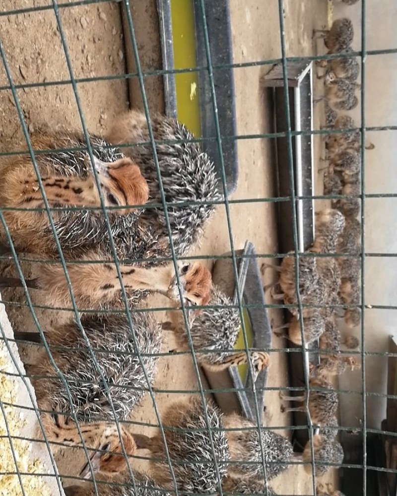 大量非洲鸵鸟苗青年鸵鸟现货出售需要的可以联系