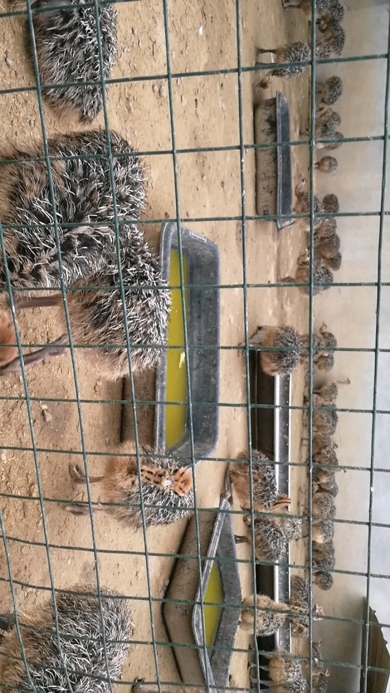 大量非洲鸵鸟苗青年鸵鸟现货出售需要的可以联系