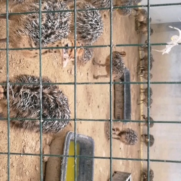 大量非洲鸵鸟苗青年鸵鸟现货出售需要的可以联系