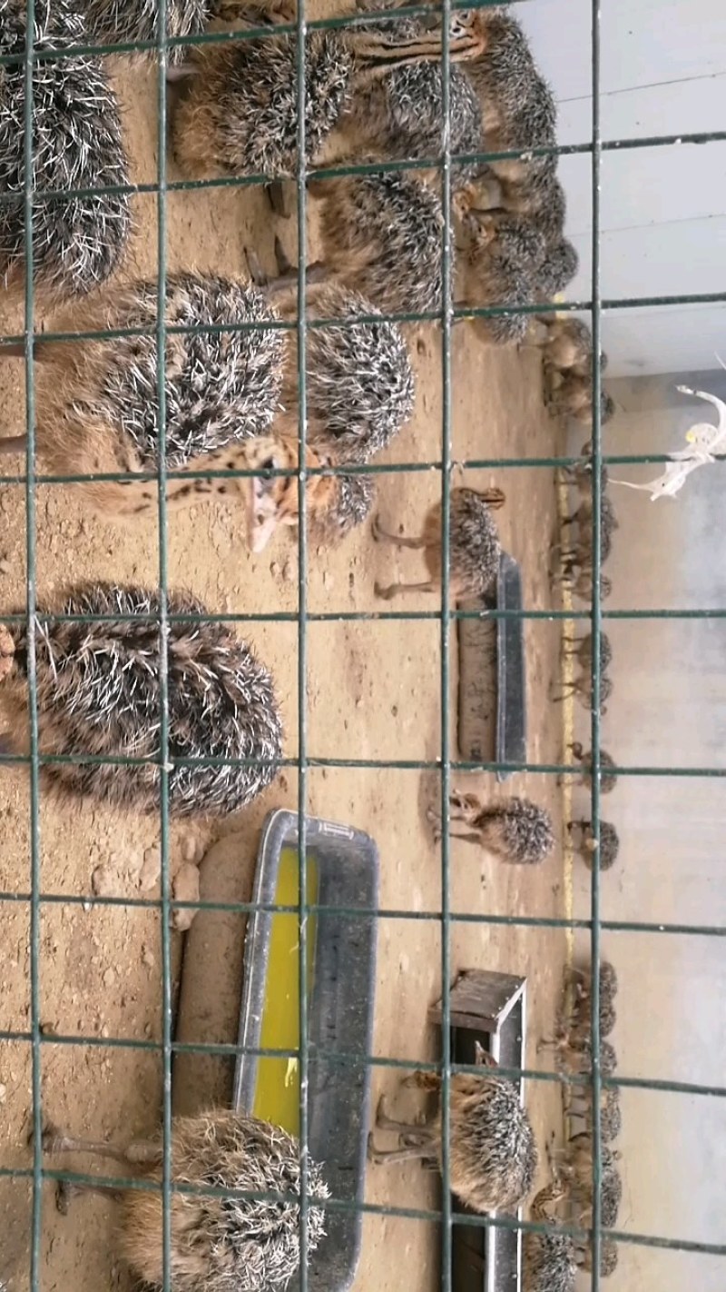 大量非洲鸵鸟苗青年鸵鸟现货出售需要的可以联系