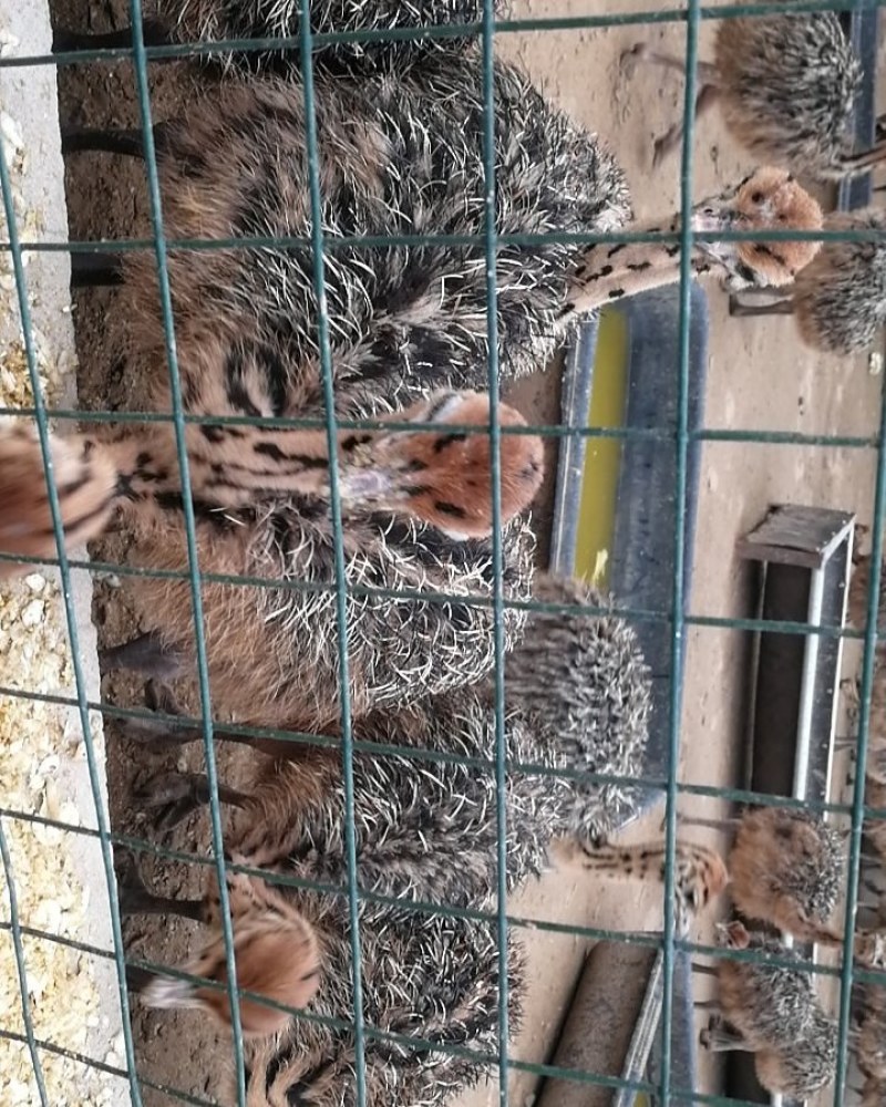 大量非洲鸵鸟苗青年鸵鸟现货出售需要的可以联系