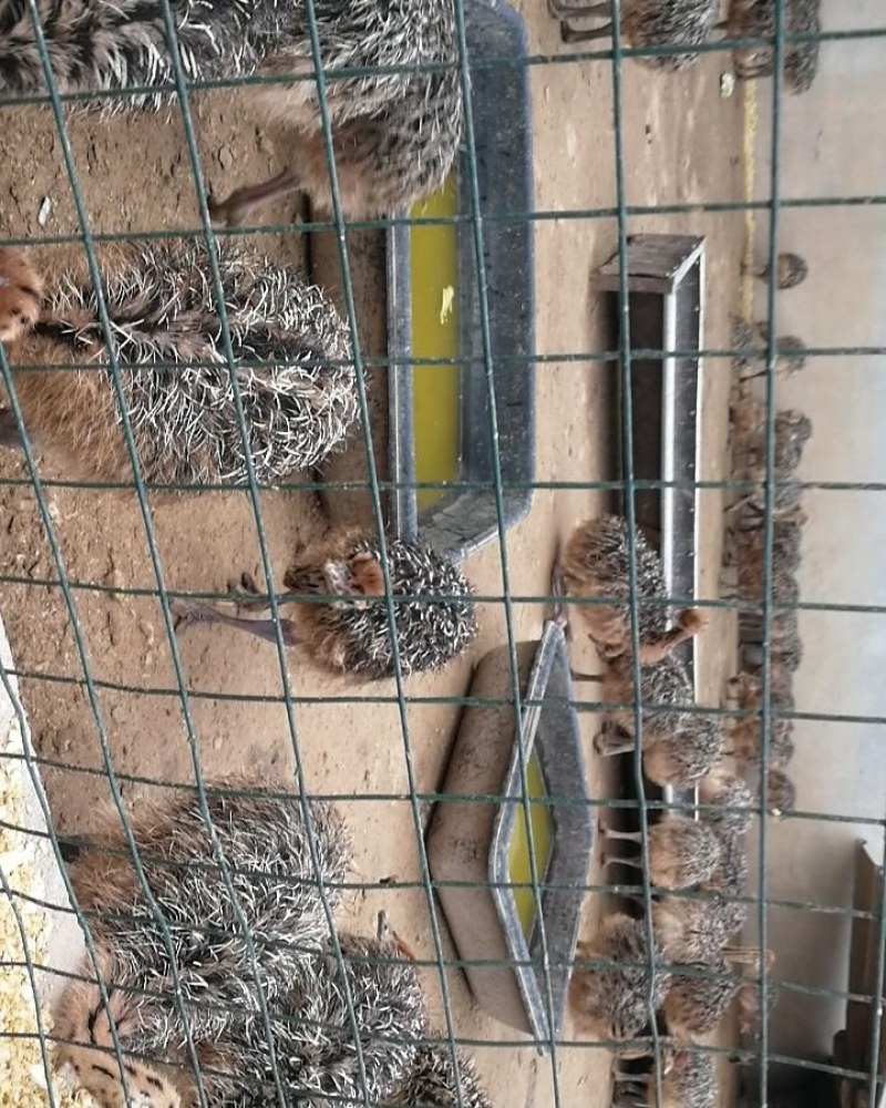 大量非洲鸵鸟苗青年鸵鸟现货出售需要的可以联系