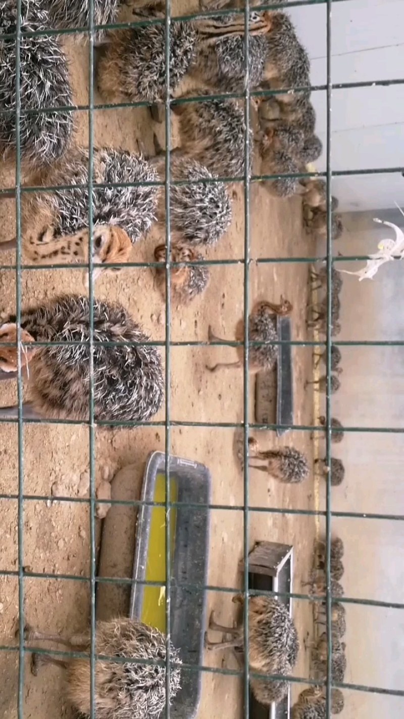 大量非洲鸵鸟苗青年鸵鸟现货出售需要的可以联系