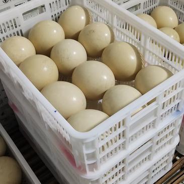 大量新鲜鸵鸟蛋现货出售中秋馈赠佳品全国可发货