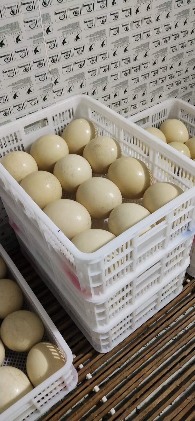 大量新鲜鸵鸟蛋现货出售中秋馈赠佳品全国可发货