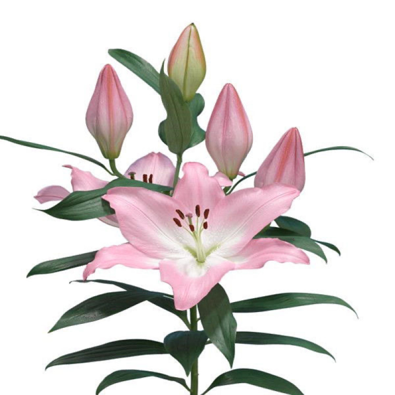 香水百合种球带芽易成活四季种植百合花盆室内外阳台花卉种子