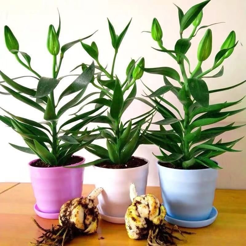香水百合种球带芽易成活四季种植百合花盆室内外阳台花卉种子