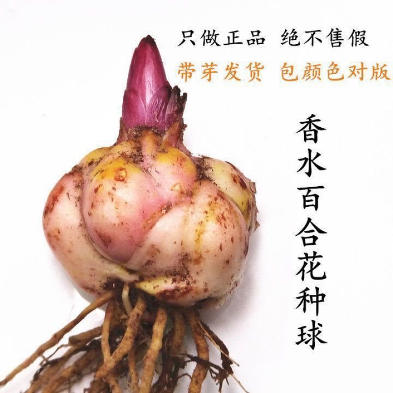 香水百合种球带芽易成活四季种植百合花盆室内外阳台花卉种子