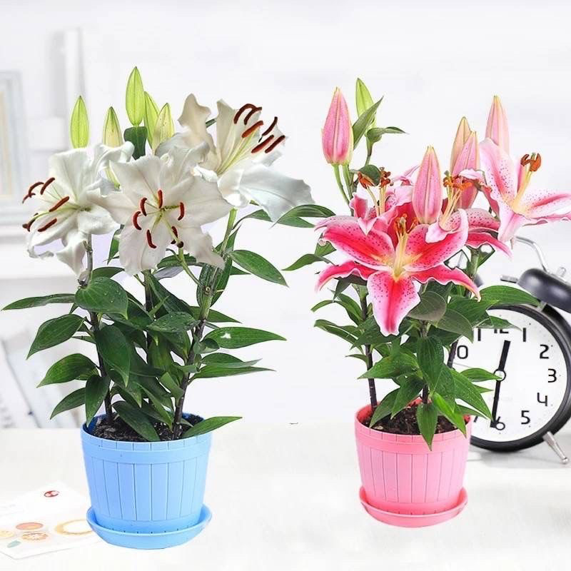 香水百合种球带芽易成活四季种植百合花盆室内外阳台花卉种子