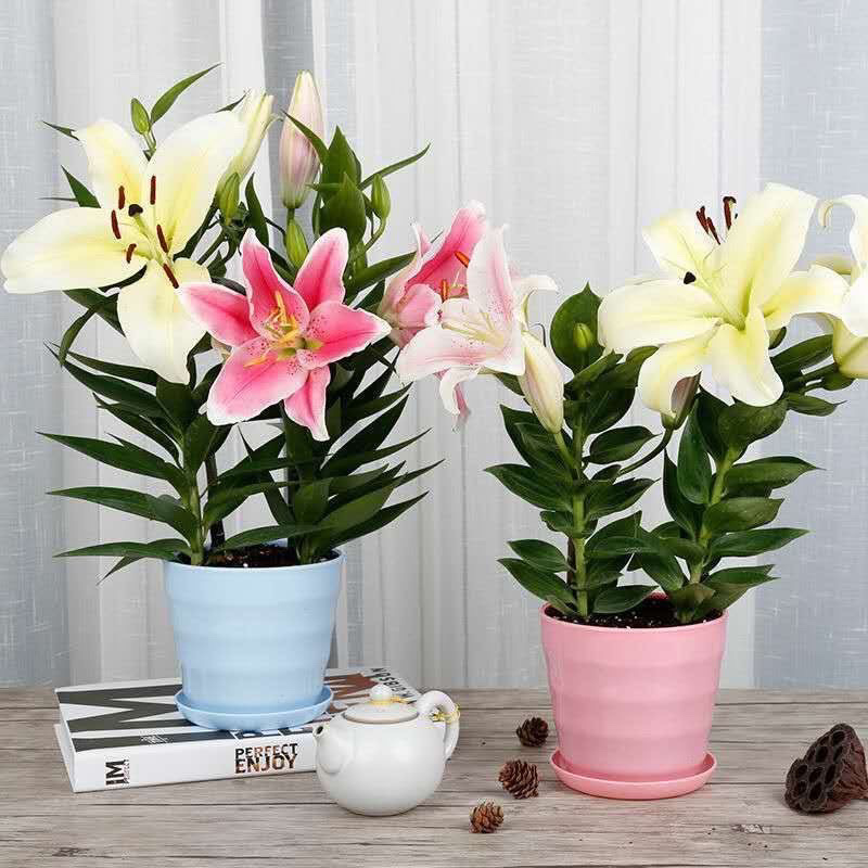 香水百合种球带芽易成活四季种植百合花盆室内外阳台花卉种子