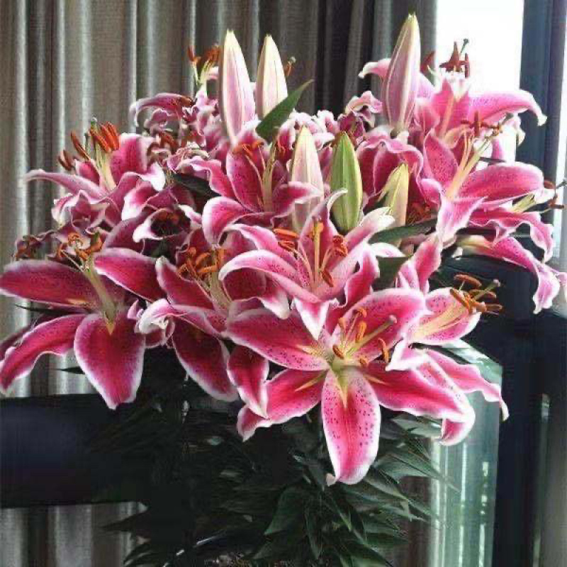 香水百合种球带芽易成活四季种植百合花盆室内外阳台花卉种子