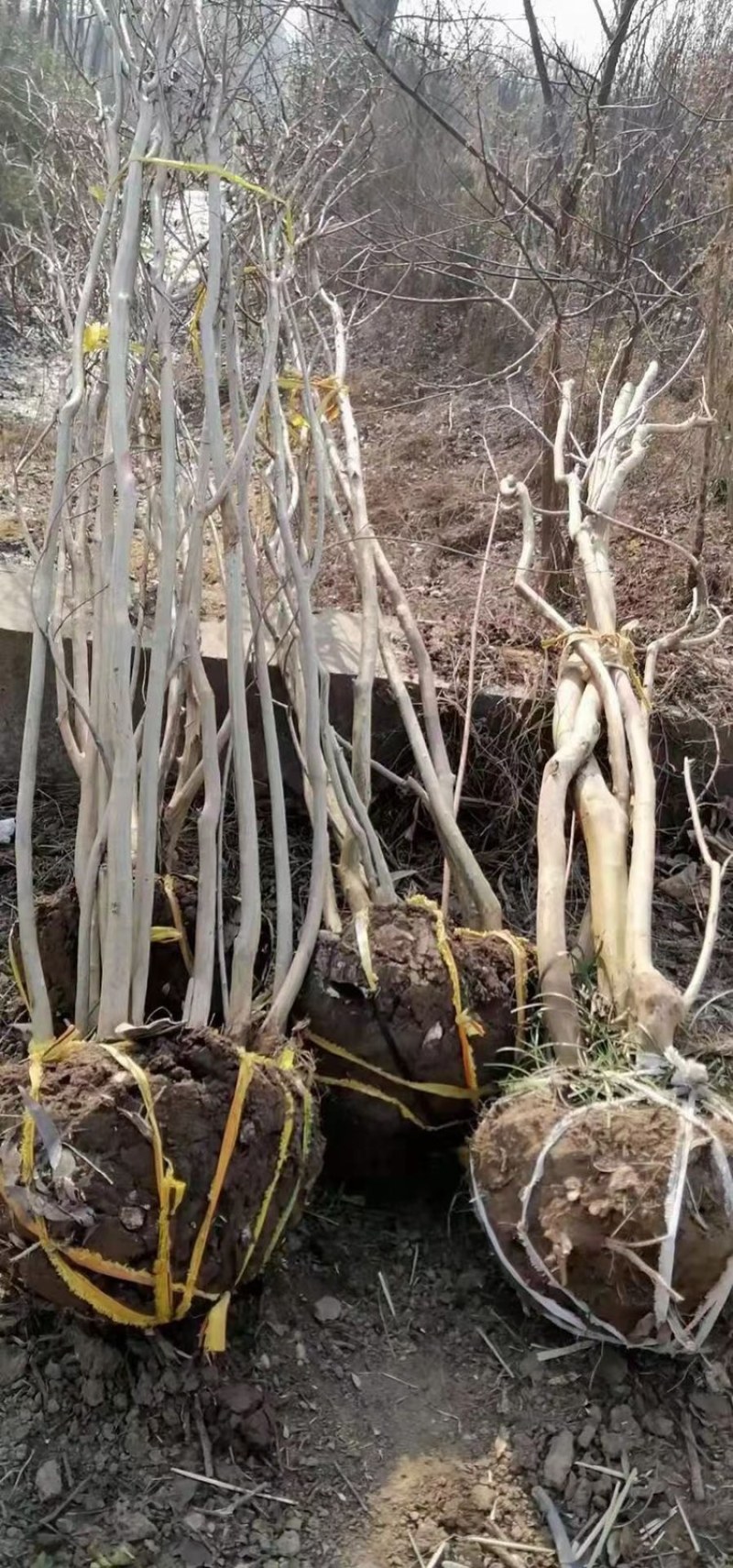 丛生紫薇3-6分枝各种规格需要联系我