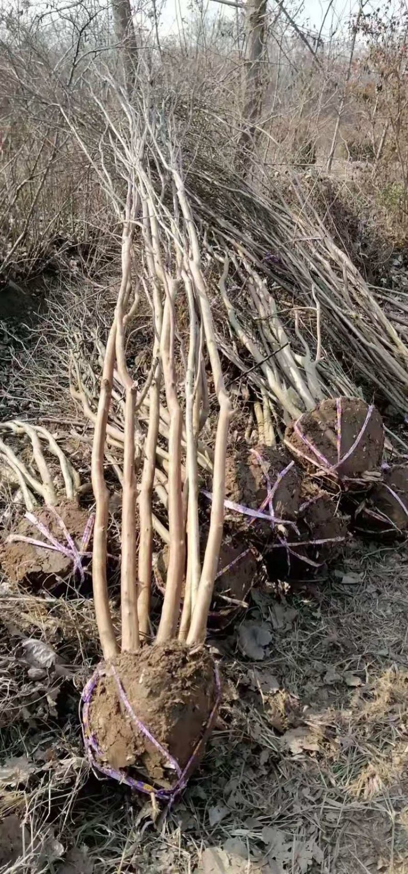 丛生紫薇3-6分枝各种规格需要联系我