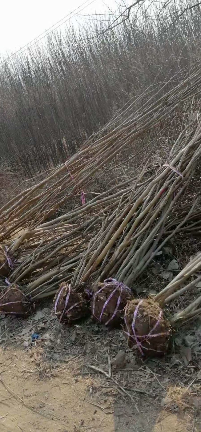 丛生紫薇3-6分枝各种规格需要联系我