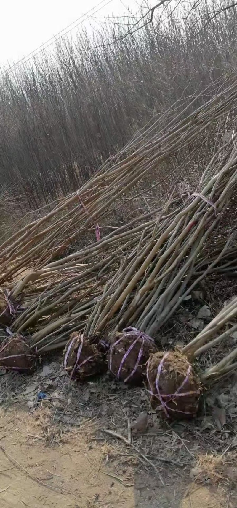 丛生紫薇3-6分枝各种规格需要联系我