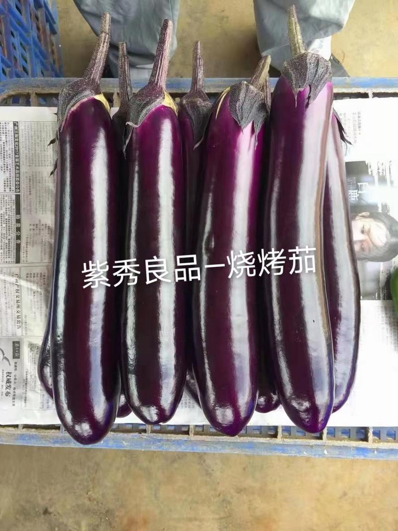 紫秀良品烧烤茄子及普通菜用深紫红色鲜艳有光泽品优质保。