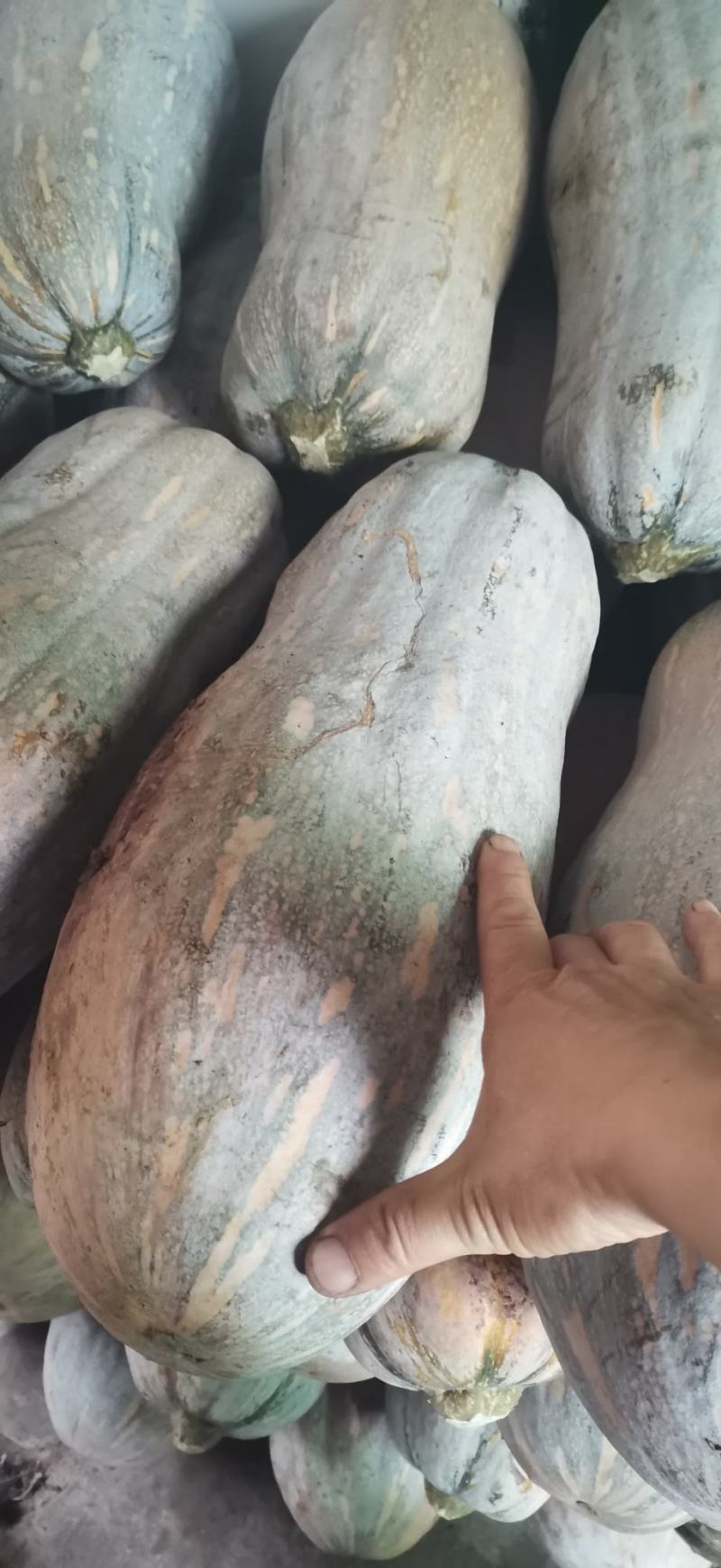 金船密本特优密本
