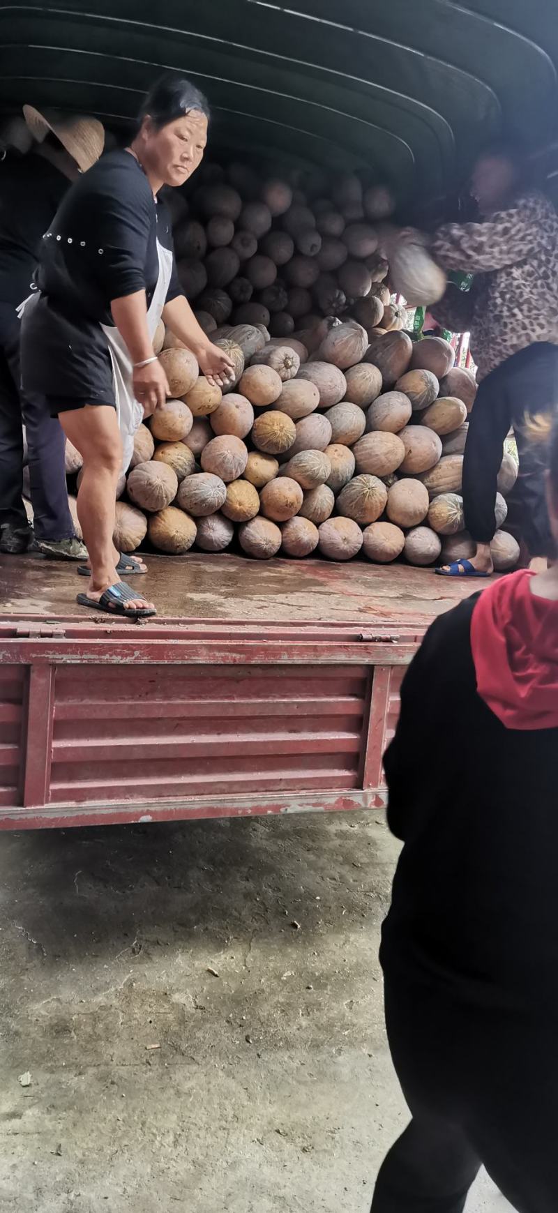 金船密本特优密本