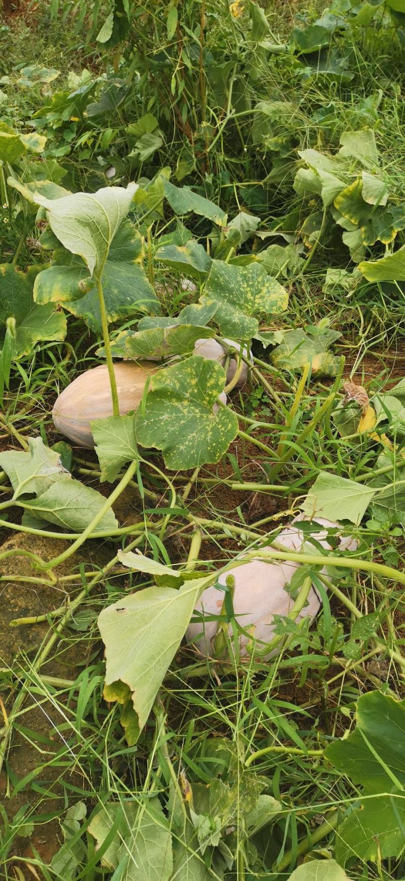 金船密本特优密本