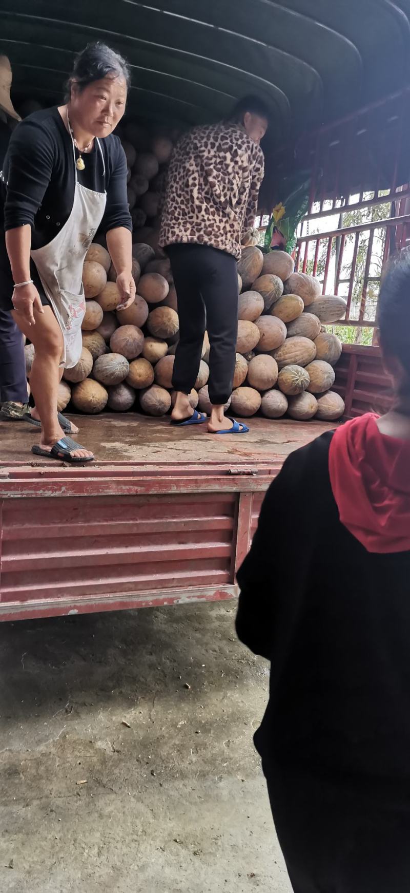 金船密本特优密本