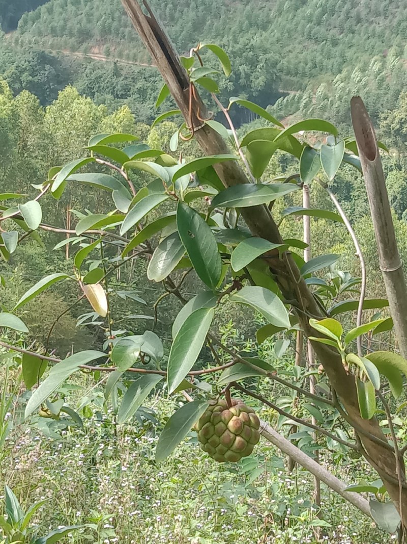 原生态布福娜黑老虎果销售
