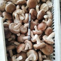 河北本地秋菇大量上市，蘑菇新鲜，颜色好，水分小