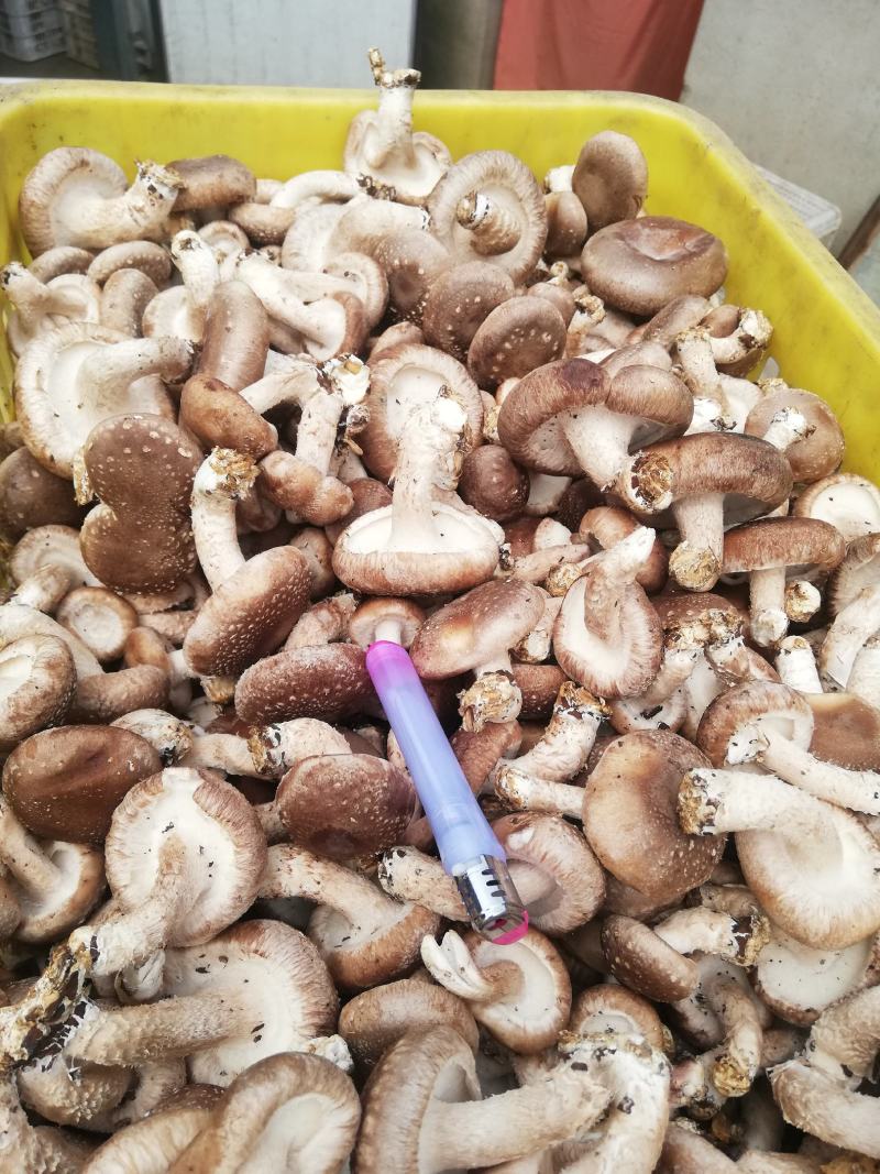 河北本地秋菇大量上市，蘑菇新鲜，颜色好，水分小