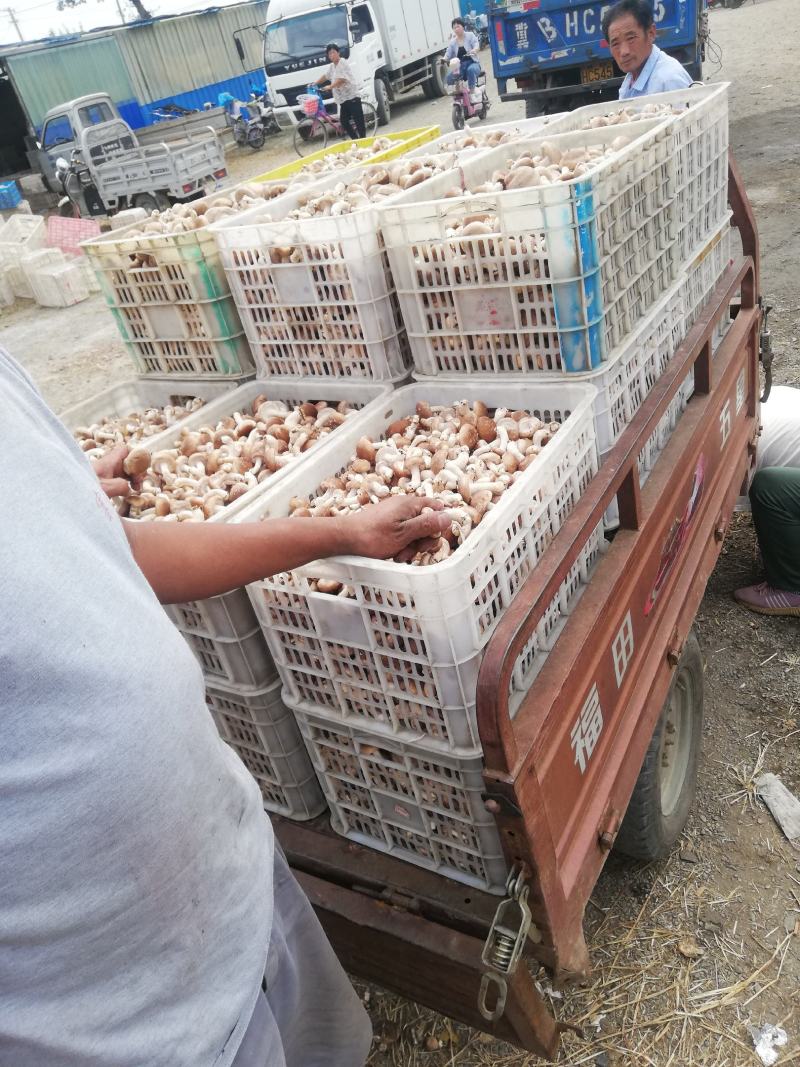 河北本地秋菇大量上市，蘑菇新鲜，颜色好，水分小