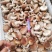 河北本地秋菇大量上市，蘑菇新鲜，颜色好，水分小