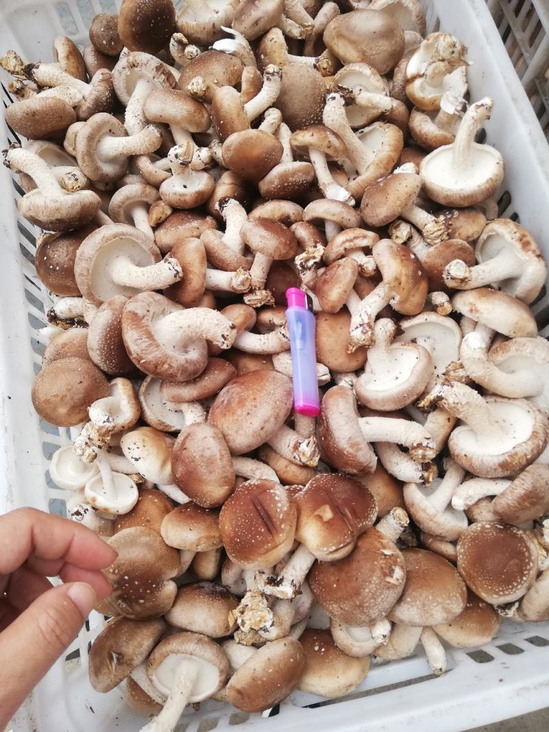 河北本地秋菇大量上市，蘑菇新鲜，颜色好，水分小